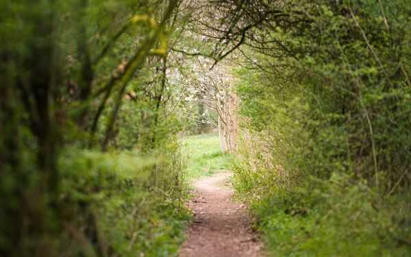 Camino en un parque con árboles y luz natural